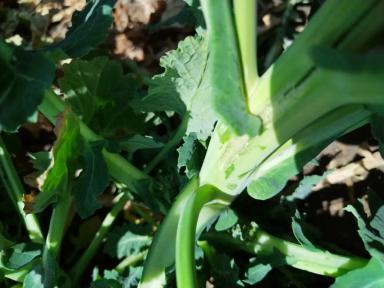 Вопросы для обсуждений: кто грызет?