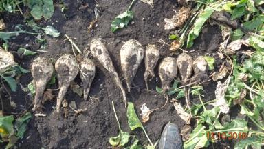 Сравнение гибридов сахарной свеклы