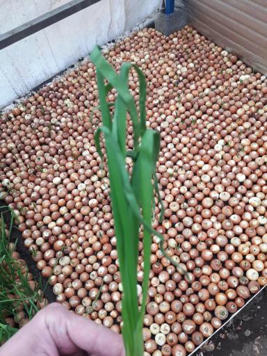 Заболело перо лука 😑