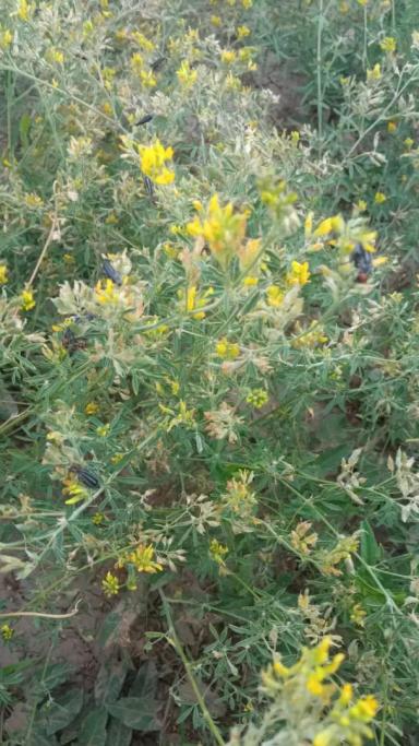 Вопросы из чатов: что за вредитель?