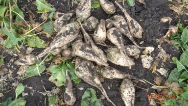 Сравнение гибридов сахарной свеклы