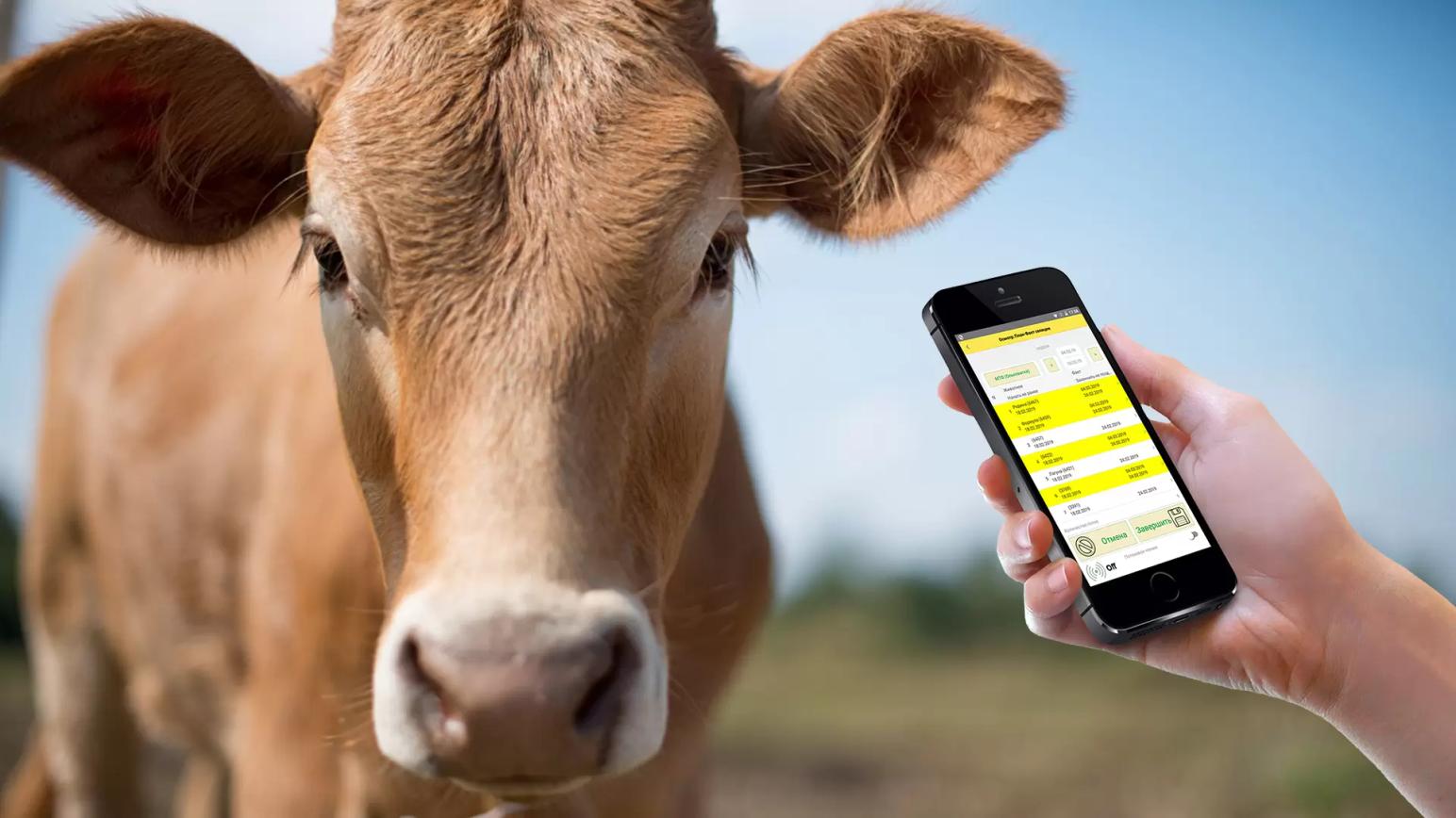 Цифровизация молочных ферм в России в 2025 году