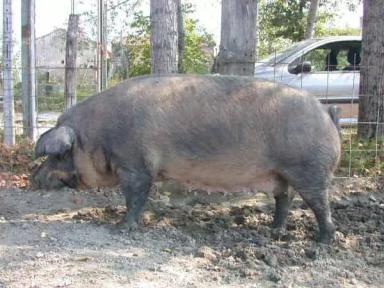 Мора романьола 