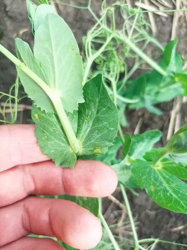 Что на листьях гороха?