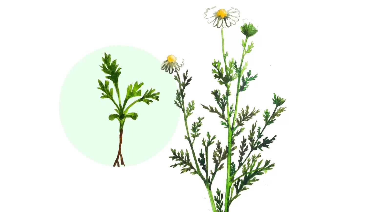 Пупавка полевая