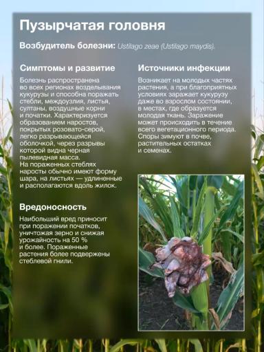 Больше кукурузы в севообороте — выше прессинг болезней 🫣