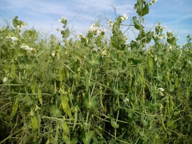 Велес ® - сорт гороха посевного ( Pisum sativum L.).