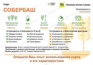 Собербаш сорт мягкой озимой пшеницы