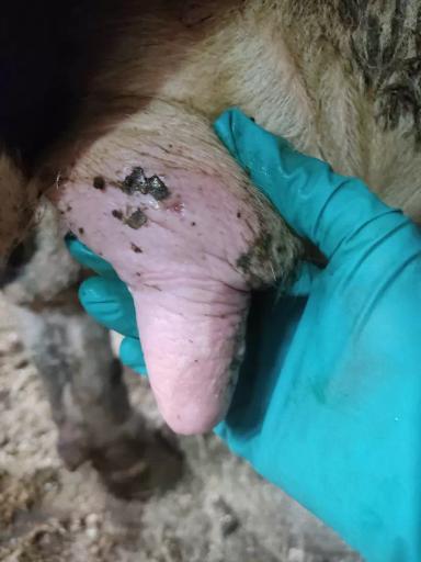 Вопросы из чатов: почему на соске у коровы появилось уплотнение?