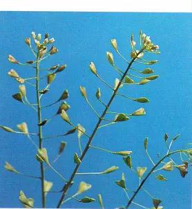 Пастушья сумка