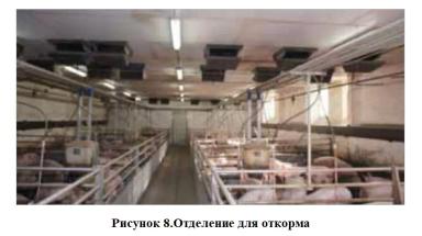 Низкие потери и высокая продуктивность в свиноводстве – сочетаемы