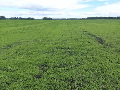 Какие гербициды эффективны на кукурузе?