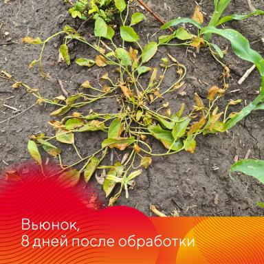 Работает Фултайм®