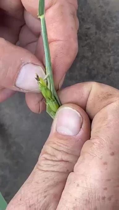 Вопросы из чатов: чем провести обработку?