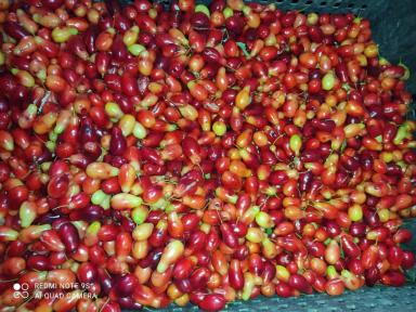 Причины болезни кизила 