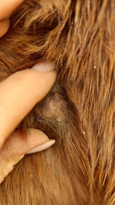 Вопросы из чатов: почему лошадь угнетена?