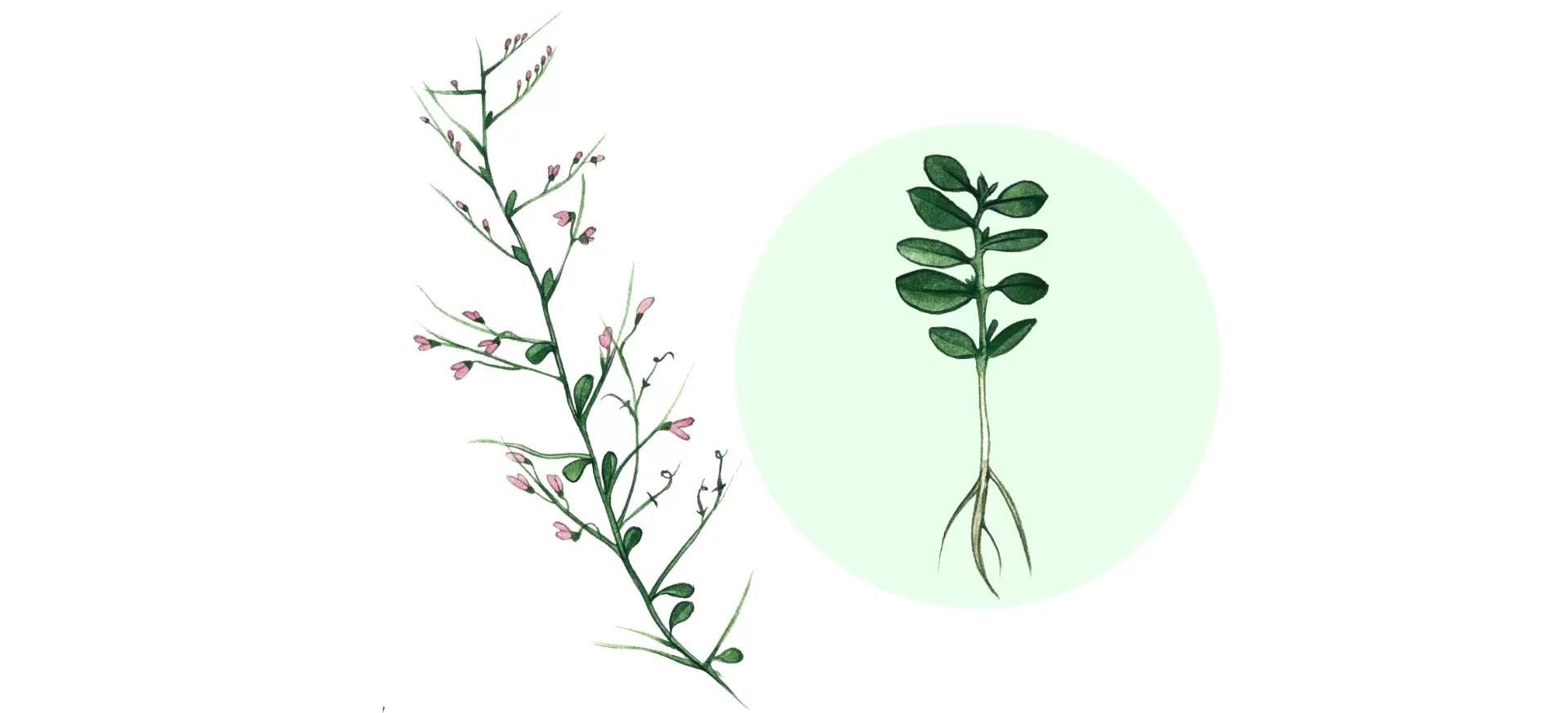 Верблюжья колючка обыкновенная