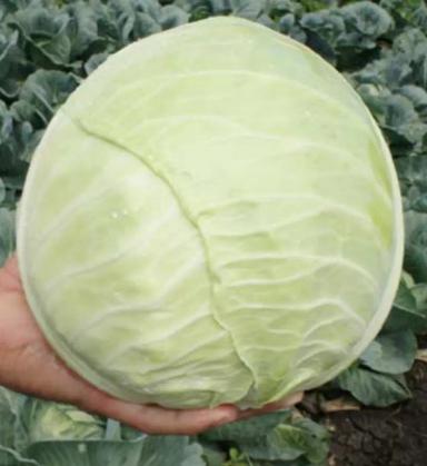 Хипо  F1 (HYPOO)