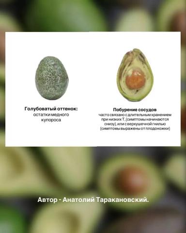 ПОСЛЕ ЭТОГО ВЫ НЕ СМОЖЕТЕ СМОТРЕТЬ НА АВОКАДО ПО-ПРЕЖНЕМУ 😁
