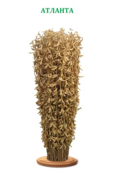 Сорта сои от Русской Генетики Атланта