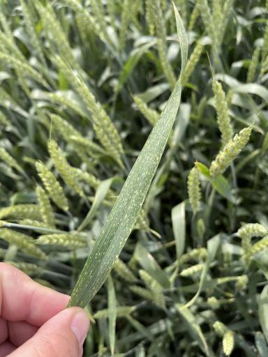 Что с пшеницей?