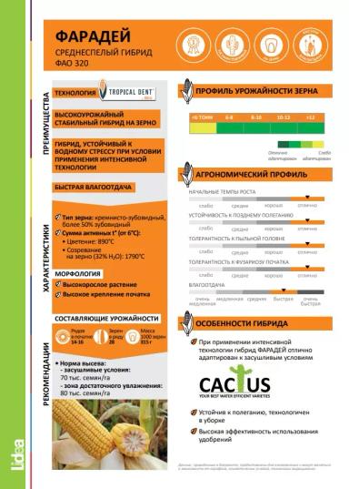 ЕС Фарадей - гибрид кукурузы ( Zea mays L.).