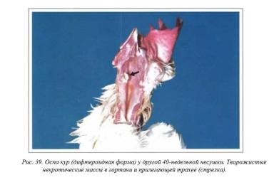 Вегад - Атлас болезней птицы. Ч. 4. Оспа кур (оспа-дифтерит)