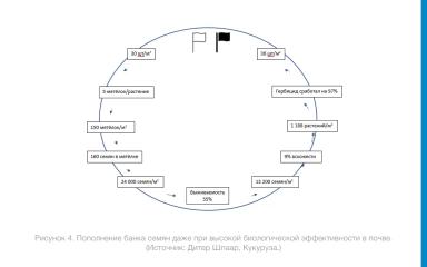 Просо куриное, устойчивое к никосульфурону: новая угроза на кукурузных полях