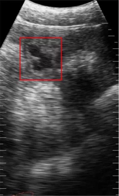 Определение супоросности на ранних сроках при помощи УЗИ!