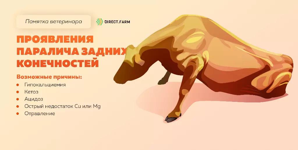Памятка ветеринара: проявление паралича задних конечностей у коровы