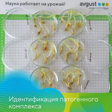 Отбор растений для выявления корневых гнилей на зерновых