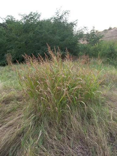 Сорго алеппское (Гумай)