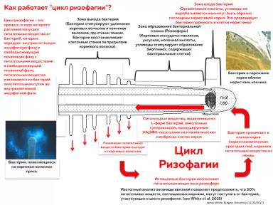 Ризофагия. Что это такое и почему аграриям важно знать об этом процессе?