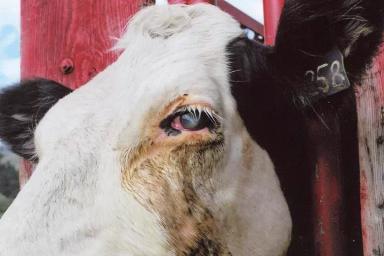 Инфекционный кератоконъюнктивит КРС