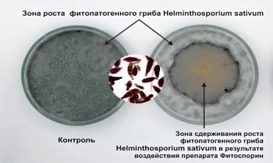 Использование комплексов микроорганизмов для защиты от фитопатогенов