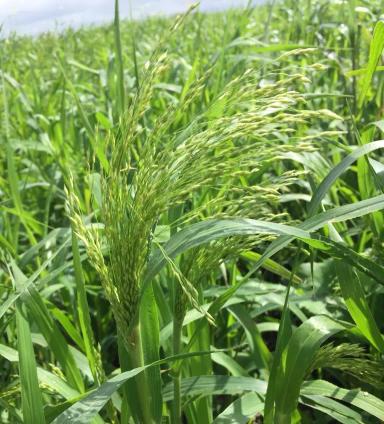 Юбилейная 20