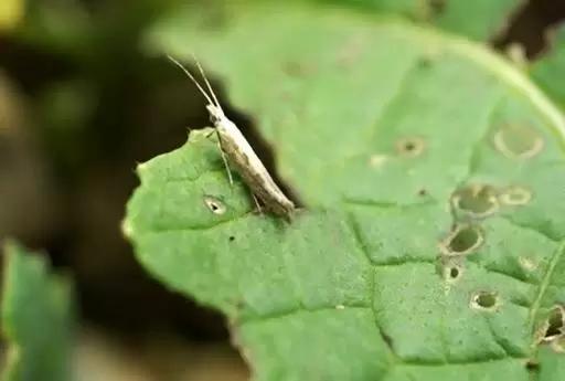 Эксперимент. Выращивание ярового рапса в зерновом севообороте.