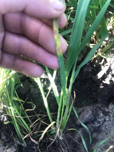 Вопросы из чатов: что за болезнь?