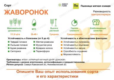 Жаворонок сорт мягкой озимой пшеницы