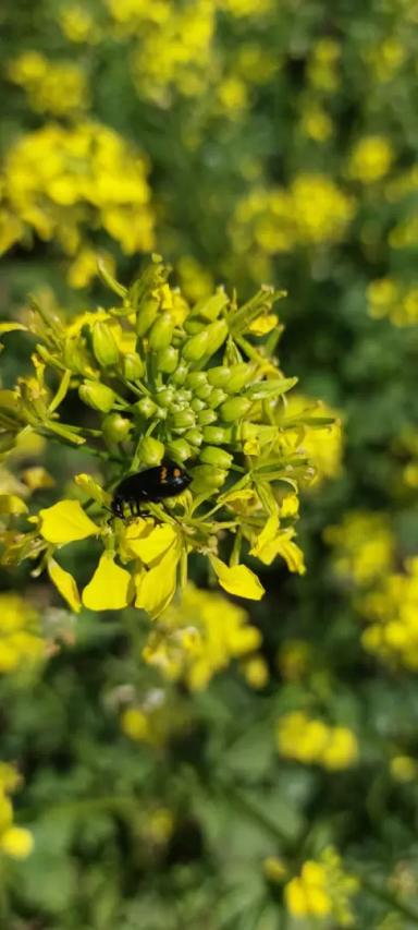 Вопросы из чатов: Что это за вредитель ?