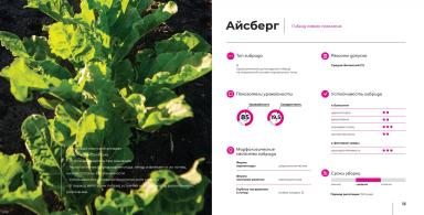 Айсберг гибрид сахарной свеклы