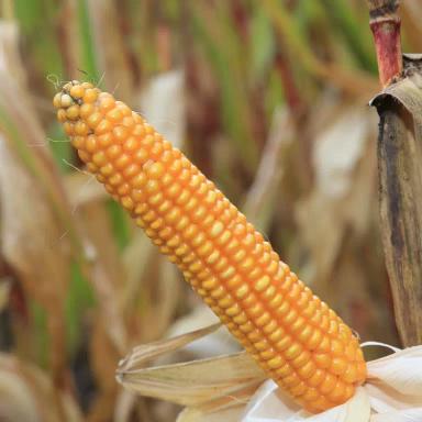 Кромвелл - гибрид кукурузы ( Zea mays L.). Раннеспелый. ФАО (180).
