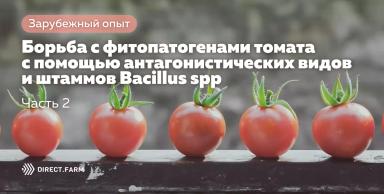 Борьба с болезнями томата с помощью Bacillus spp. Часть 2