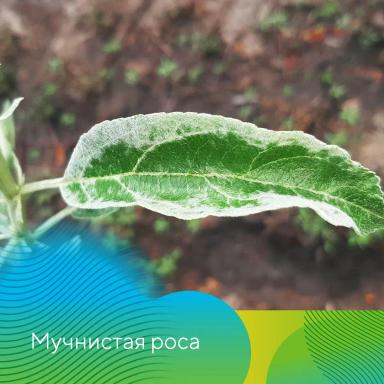 Рекомендации по защите садов на Северном Кавказе