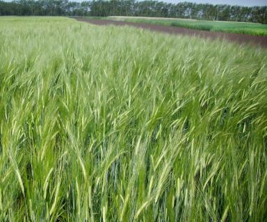 Последействие 4-х-польных севооборотов.