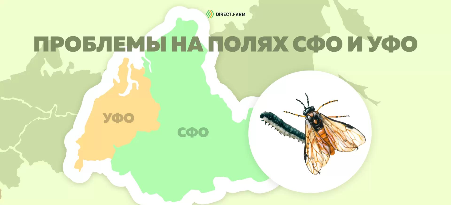 Угроза: Рапсовый пилильщик