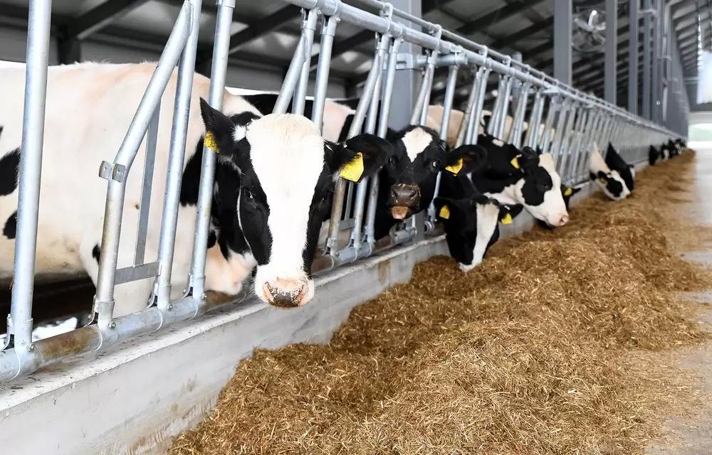 Минсельхоз хочет стимулировать выращивание скота на убой