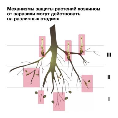 🌻 Механизм сопротивления к заразихе