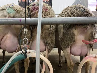 Продаются молочные овцы лакон