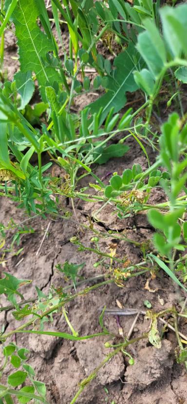 Кто знает, что за зверь?